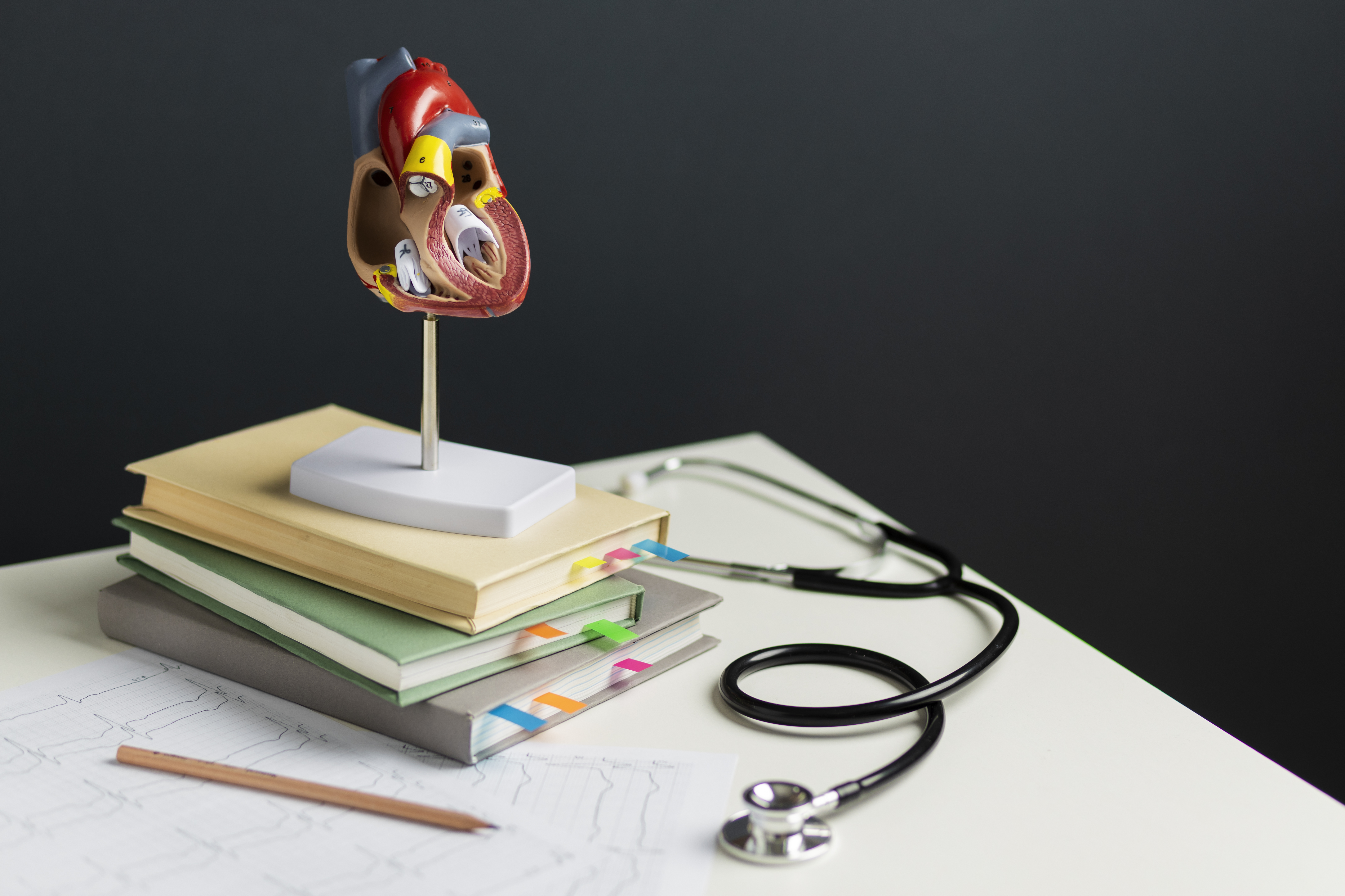 view-anatomic-heart-model-educational-purpose-with-stethoscope